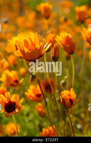 Frühlingsblumen in Ramskop Wildblumen Garten, Clanwilliam, Südafrika Stockfoto