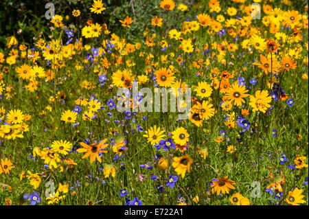 Frühlingsblumen in Ramskop Wildblumen Garten, Clanwilliam, Südafrika Stockfoto