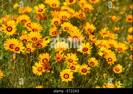 Frühlingsblumen in Ramskop Wildblumen Garten, Clanwilliam, Südafrika Stockfoto