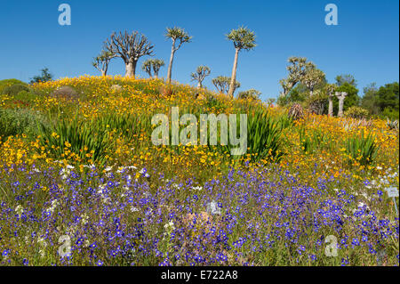 Frühlingsblumen in Ramskop Wildblumen Garten, Clanwilliam, Südafrika Stockfoto