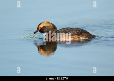 Slawonische Haubentaucher Podiceps Auritus Island BI026391 Stockfoto