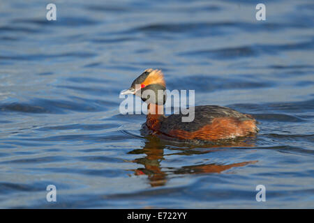 Slawonische Haubentaucher Podiceps Auritus Island BI026395 Stockfoto