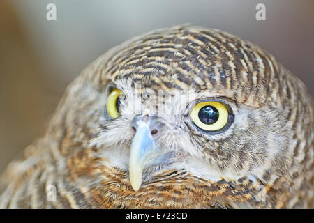 Vogel, asiatische verjährt Owlet (Glaucidium Cuculoides) braun Gesicht Profil Stockfoto