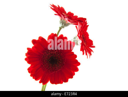 Drei rote Gerbera auf weißem Hintergrund Stockfoto