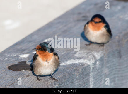 Schwalben, Hirundo Neoxena willkommen Stockfoto