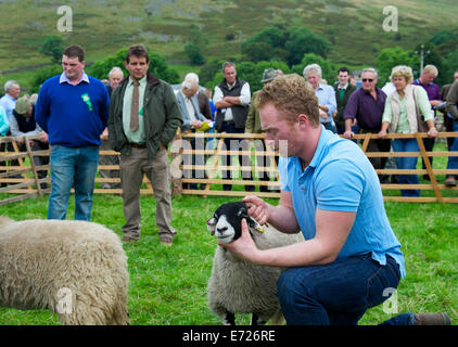 Schafe am Muker Show, obere Swaledale, Yorkshire Dales National Park, North Yorkshire, England UK zeigt Stockfoto