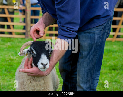 Schafe am Muker Show, obere Swaledale, Yorkshire Dales National Park, North Yorkshire, England UK zeigt Stockfoto