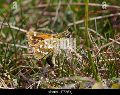 Silber-spotted Skipper Eiablage auf Schaf-Schwingel Rasen. Denbies Hang, gemeinsame Ranmore, Surrey, England. Stockfoto