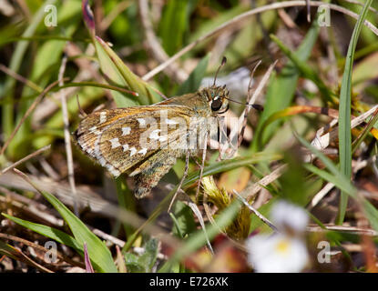 Silber-spotted Skipper auf Schaf-Schwingel Rasen. Denbies Hang, gemeinsame Ranmore, Surrey, England. Stockfoto