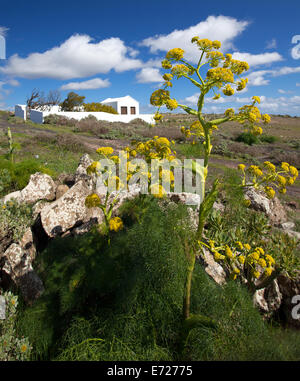 Kanarischer riesigen Fenchel - Ferula lancerottensis Stockfoto