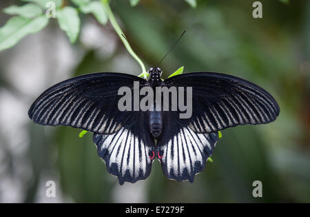 große schwarze Butterdly ruht auf Blatt Stockfoto