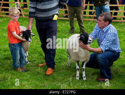 Schafe am Muker Show, obere Swaledale, Yorkshire Dales National Park, North Yorkshire, England UK zeigt Stockfoto