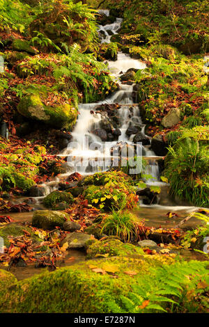 Herbstliche Farben des Oirase Fluss, befindet sich in der Präfektur Aomori Japan Stockfoto