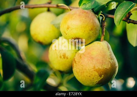 Frische grüne Birnen auf Birne Ast, Haufen, bereit für die Ernte. Spätsommer oder frühen Herbst-Ernte Stockfoto