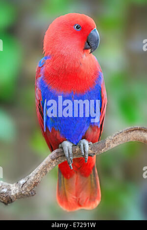 Bunte rote Papagei, weibliche Edelpapagei (Eclectus Roratus), hintere Profil Stockfoto