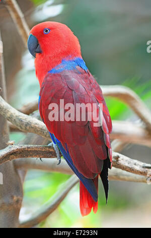 Bunte rote Papagei, weibliche Edelpapagei (Eclectus Roratus), hintere Profil Stockfoto