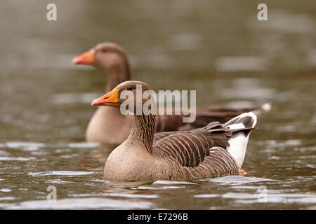 Zwei Graugänse Paddeln auf dem Wasser (Anser Anser) Stockfoto