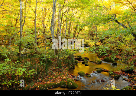 Herbstliche Farben des Oirase Fluss, befindet sich in der Präfektur Aomori Japan Stockfoto