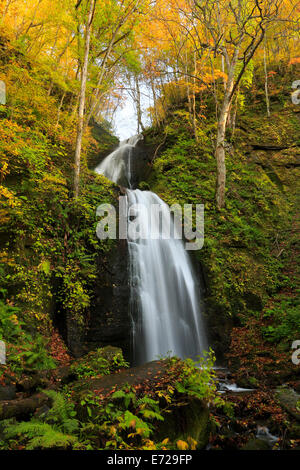 Herbstliche Farben des Oirase Fluss, befindet sich in der Präfektur Aomori Japan Stockfoto