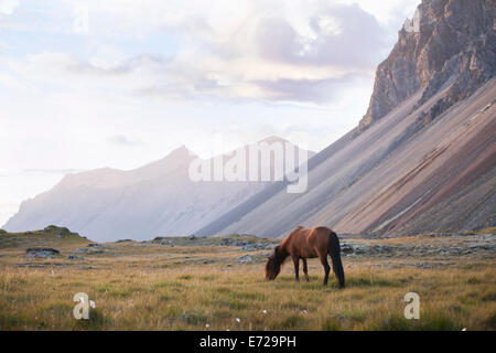 Islandpferde grasen auf einer Weide neben einer Bergkette, Horn, Höfn Í Hornafirði, Hornafjörður, Island Stockfoto