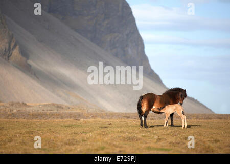 Ein Neugeborenes Fohlen Spanferkel im Mare, Horn, Höfn Í Hornafirði, Hornafjörður, Island Stockfoto