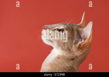 Orientalisch Kurzhaar Katze, Lilac Ticked Tabby Stockfoto