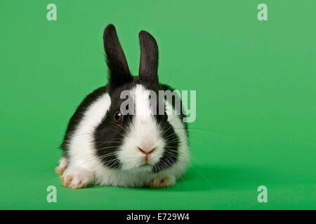 Niederländische rabbit Stockfoto
