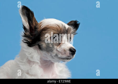 Chinese Crested Dog, Puderquaste, Welpen, 7 Wochen Stockfoto