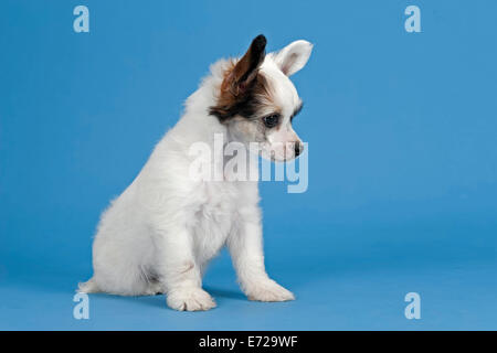 Chinese Crested Dog, Puderquaste, Welpen, 7 Wochen Stockfoto