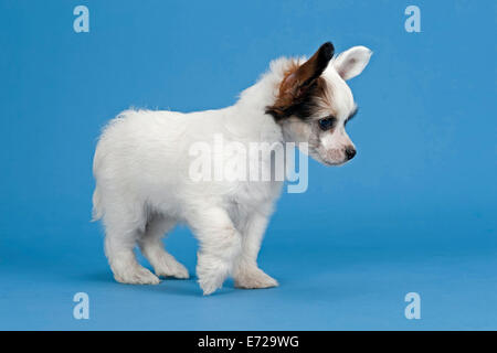 Chinese Crested Dog, Puderquaste, Welpen, 7 Wochen Stockfoto