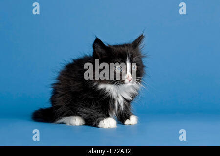 Norwegische Waldkatze, Kätzchen, 7 Wochen, schwarz / weiß Stockfoto