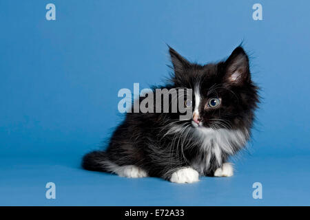 Norwegische Waldkatze, Kätzchen, 7 Wochen, schwarz / weiß Stockfoto