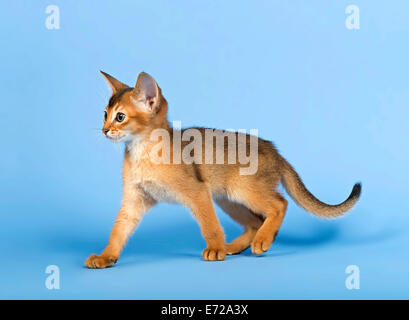 Abessinier Kitten, 9 Wochen, rot Stockfoto