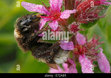 Buff-tailed Bumblebee oder große Erde Hummel (Bombus Terrestris), Hessen, Deutschland Stockfoto