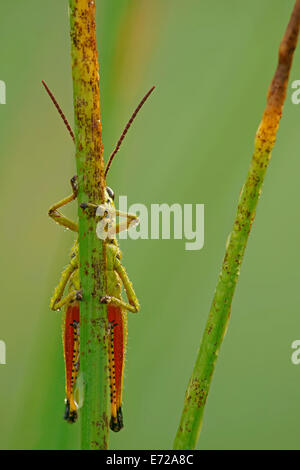 Großen Marsh Grasshopper (Mecostethus Grossus), Männlich, Hessen, Deutschland Stockfoto