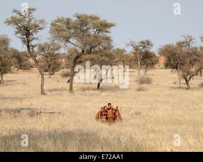 Buschmänner in der Kalahari-Wüste Camelthorn Bäume (Acacia Erioloba) an der Rückseite, Intu Afrika Kalahari Game Reserve, Namibia Stockfoto