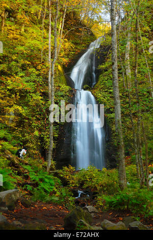 Herbstliche Farben des Oirase Fluss, befindet sich in der Präfektur Aomori Japan Stockfoto