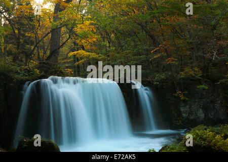 Herbstliche Farben des Oirase Fluss, befindet sich in der Präfektur Aomori Japan Stockfoto