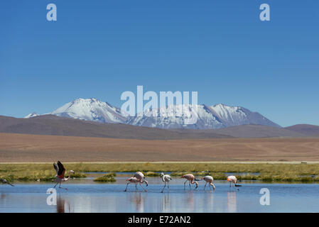 Chilenische Flamingos (phoenicopterus sp.) an einem See im Hochland, San Pedro de Atacama Antofagasta Region, Chile Stockfoto