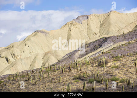 Berge mit Trichocereus nomenklatorisches Kakteen in den Vordergrund, in der Nähe von Purmamarca, Provinz Jujuy, Argentinien Stockfoto