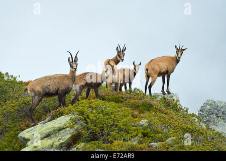 Gruppe Gämsen (Rupicapra Rupicapra) mit Welpen, Berner Oberland, Schweiz Stockfoto