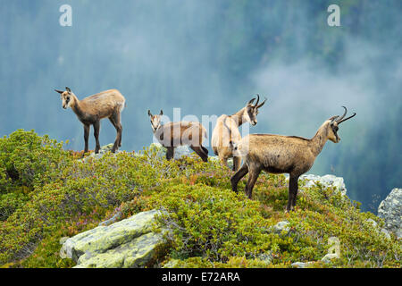 Gruppe Gämsen (Rupicapra Rupicapra) mit Welpen, Berner Oberland, Schweiz Stockfoto