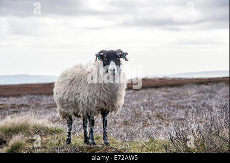 Ein Swaledale, die Schafe auf Rosedale anlegen Stockfoto