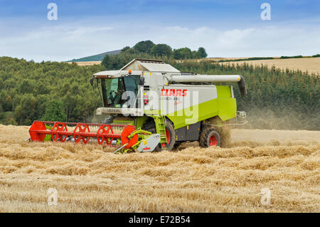 COMBINE HARVESTER-ABERDEENSHIRE-SCHOTTLAND RUNDET DAS MÄHEN EINES FELDES VON GERSTE Stockfoto