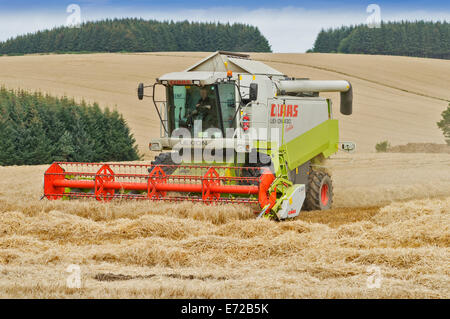 HARVESTER-ABERDEENSHIRE-SCHOTTLAND IM SPÄTSOMMER EIN GERSTENFELD MÄHEN ZU KOMBINIEREN Stockfoto