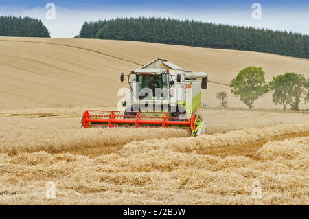 KOMBINIEREN SIE HARVESTER-ABERDEENSHIRE-SCHOTTLAND MÄHEN EIN GERSTENFELD Stockfoto