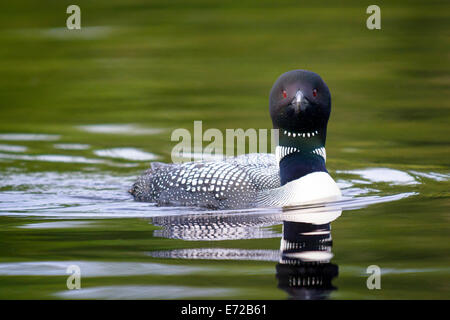 Gemeinsamen Loon, Gavia Immer, Orland, Maine. Stockfoto