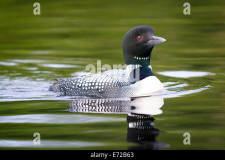 Gemeinsamen Loon, Gavia Immer, Orland, Maine. Stockfoto