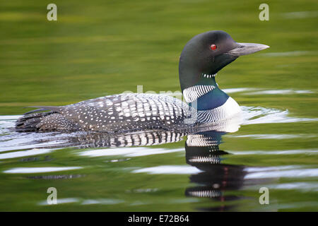 Gemeinsamen Loon, Gavia Immer, Orland, Maine. Stockfoto