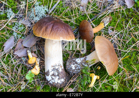 Nahaufnahme, Steinpilze Pilz im herbstlichen Wald Stockfoto